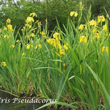 Iris pseudacorus (fitodepurante) Iris palustre da coltivare ad una profondità di 0/-10 cm di acqua