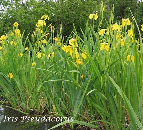 Iris pseudacorus (fitodepurante) Iris palustre da coltivare ad una profondità di 0/-10 cm di acqua