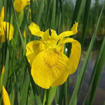 Iris pseudacorus (fitodepurante) Iris palustre da coltivare ad una profondità di 0/-10 cm di acqua