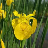 Iris pseudacorus (fitodepurante) Iris palustre da coltivare ad una profondità di 0/-10 cm di acqua