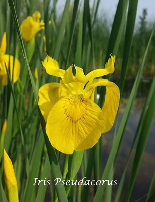 Iris pseudacorus (fitodepurante) Iris palustre da coltivare ad una profondità di 0/-10 cm di acqua