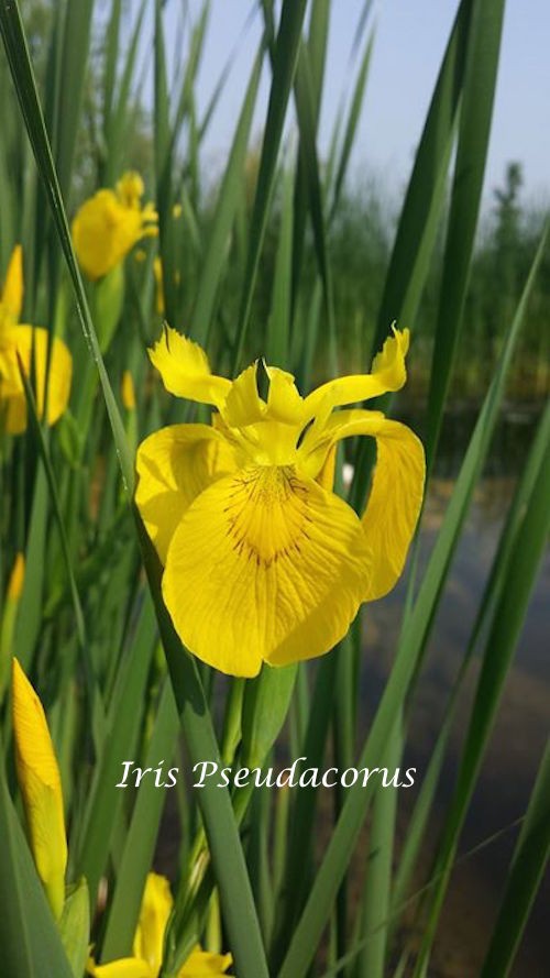 Iris pseudacorus (fitodepurante) Iris palustre da coltivare ad una profondità di 0/-10 cm di acqua