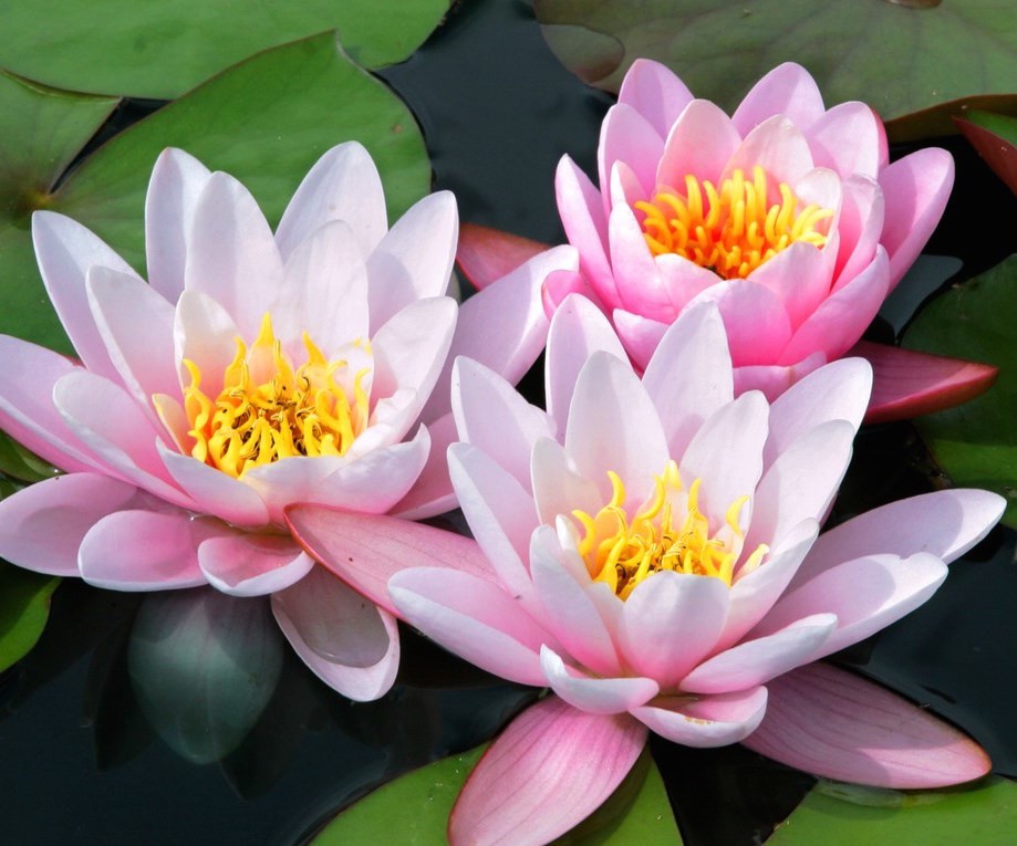 Nymphaea Darwin (profondità 30/70 cm.)