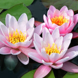 Nymphaea Darwin (profondità 30/70 cm.)