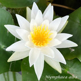 Nymphaea alba  ( Profondità. 30/70 cm.)