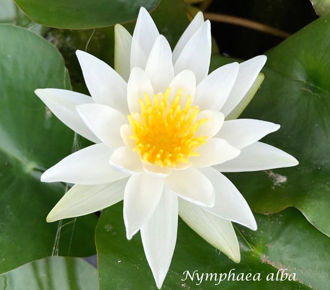 Nymphaea alba  ( Profondità. 30/70 cm.)