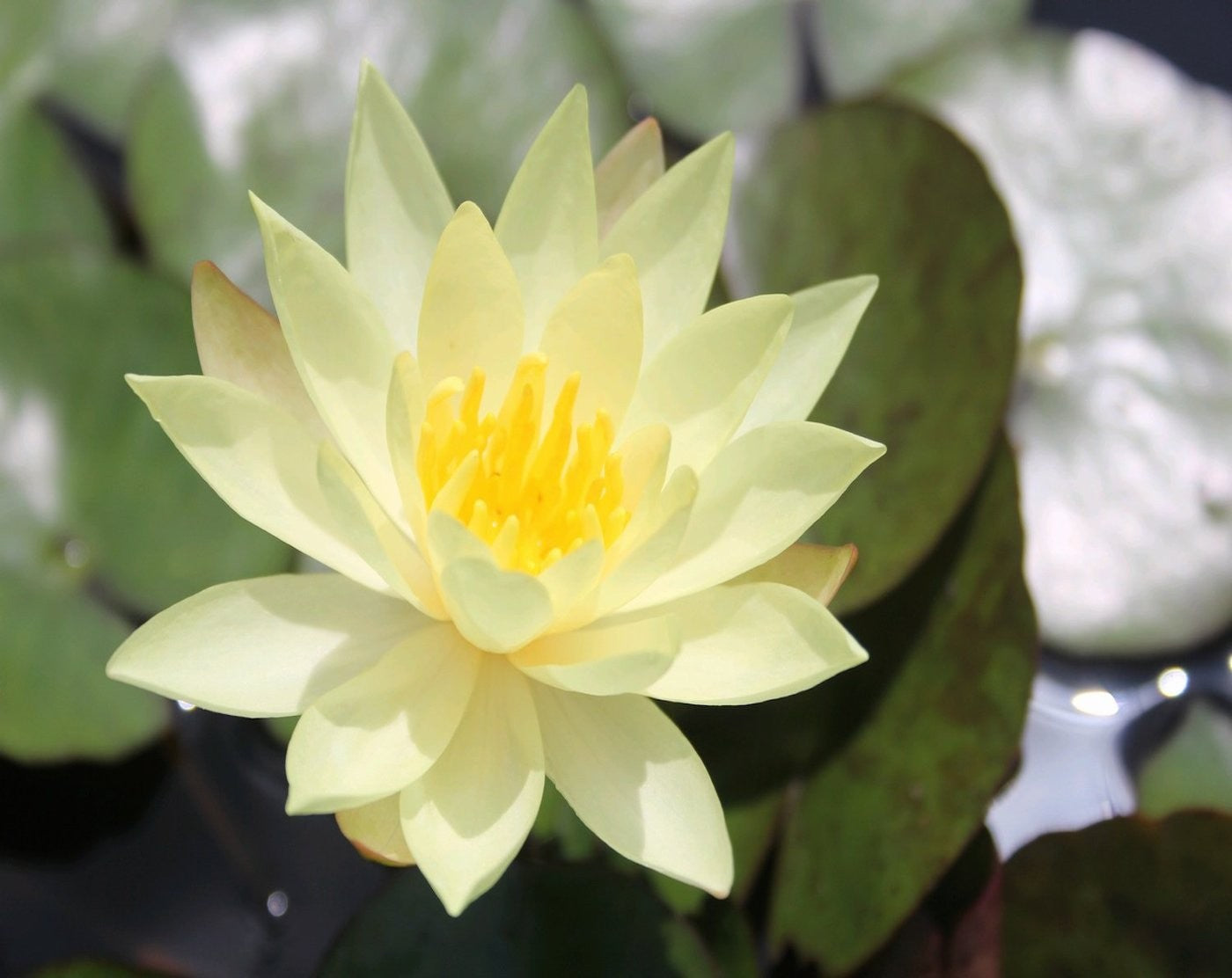 Nymphaea sulphurea Ninfea (Profondità 30/70 cm.)