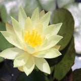 Nymphaea sulphurea Ninfea (Profondità 30/70 cm.)