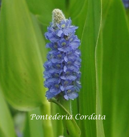 Pontederia Cordata