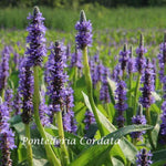 Pontederia Cordata