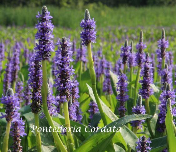 Pontederia Cordata