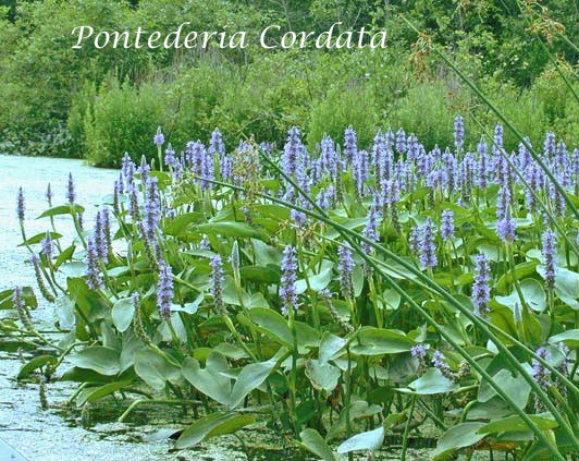Pontederia Cordata