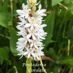Pontederia Cordata Alba (profondità - 10/30 resistente al gelo)