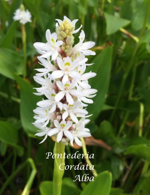 Pontederia Cordata Alba (profondità - 10/30 resistente al gelo)