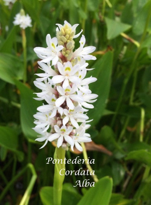 Pontederia Cordata Alba (profondità - 10/30 resistente al gelo)