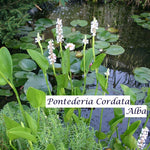 Pontederia Cordata Alba (profondità - 10/30 resistente al gelo)