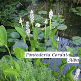 Pontederia Cordata Alba (profondità - 10/30 resistente al gelo)