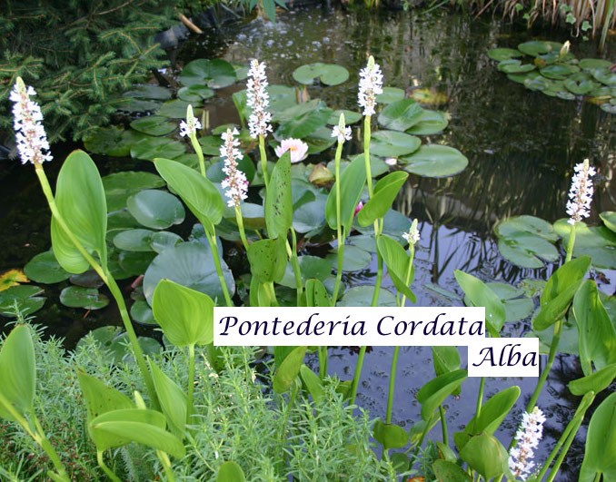 Pontederia Cordata Alba (profondità - 10/30 resistente al gelo)