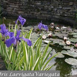Iris Laevigata variegata (pianta palustre profondità 0-15)
