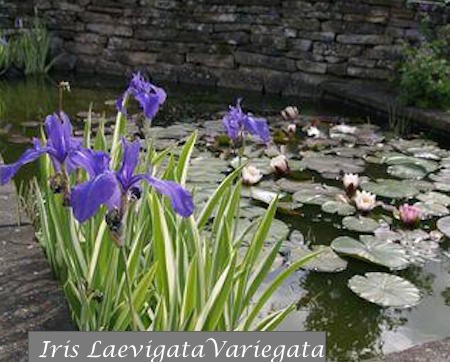 Iris Laevigata variegata (pianta palustre profondità 0-15)