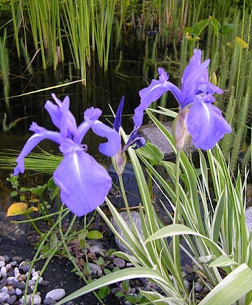 Iris Laevigata variegata (pianta palustre profondità 0-15)