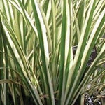Acorus Calamus Variegatus (palustre profondità da 0 a -20) r.n.