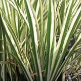 Acorus Calamus Variegatus (palustre profondità da 0 a -20) r.n.