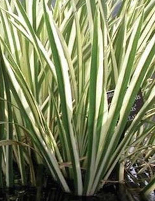 Acorus Calamus Variegatus (palustre profondità da 0 a -20) r.n.