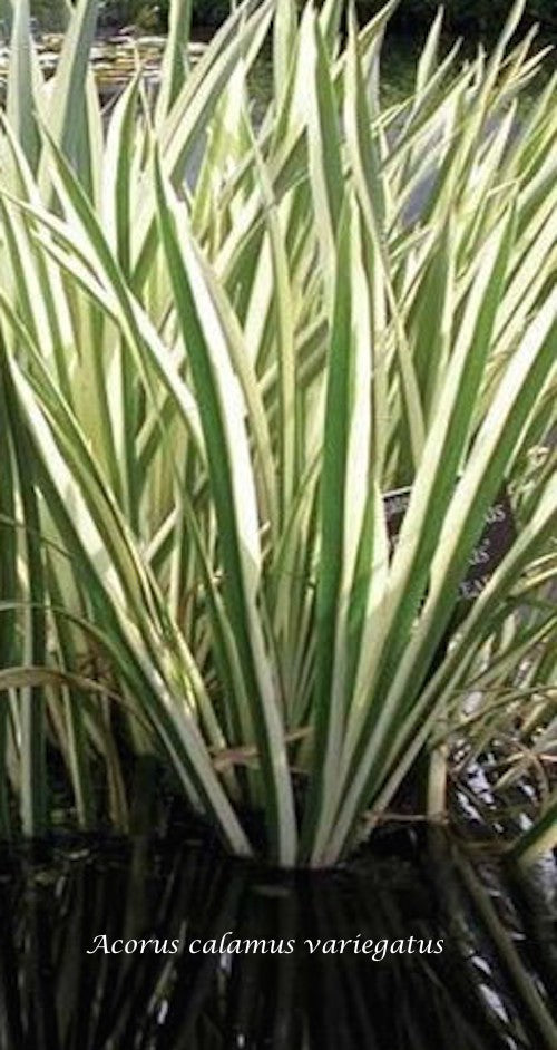 Acorus Calamus Variegatus (palustre profondità da 0 a -20) r.n.
