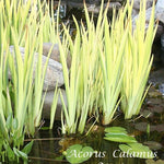 Acorus Calamus Variegatus (palustre profondità da 0 a -20) r.n.