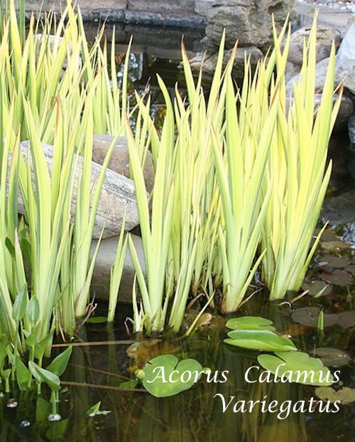 Acorus Calamus Variegatus (palustre profondità da 0 a -20) r.n.