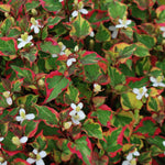 Houttuynia Cordata Chameleleon (Palustre)