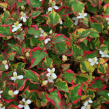Houttuynia Cordata Chameleleon (Palustre)