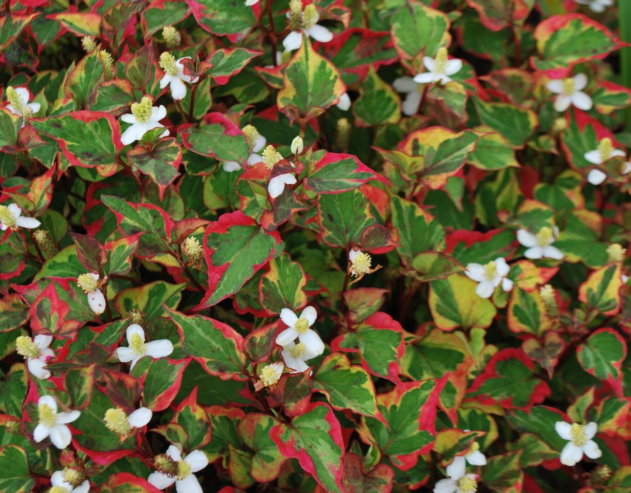 Houttuynia Cordata Chameleleon (Palustre)