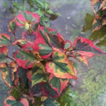 Houttuynia Cordata Chameleleon (Palustre)