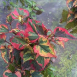 Houttuynia Cordata Chameleleon (Palustre)