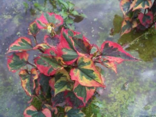 Houttuynia Cordata Chameleleon (Palustre)