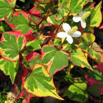 Houttuynia Cordata Chameleleon (Palustre)
