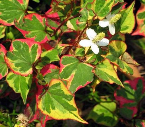 Houttuynia Cordata Chameleleon (Palustre)