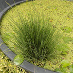 Equisetum Scirpoides