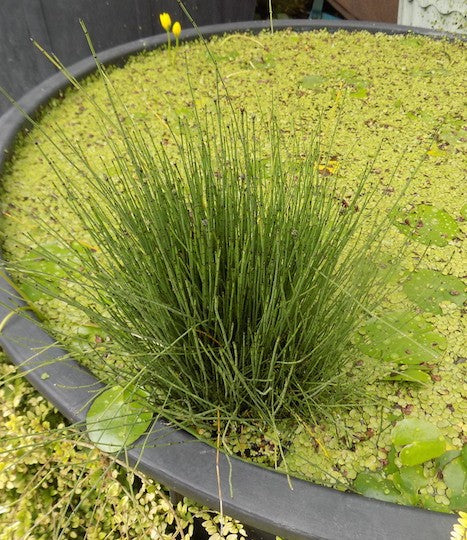 Equisetum Scirpoides