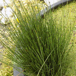 Equisetum Scirpoides