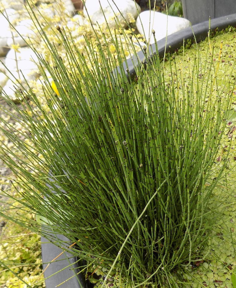 Equisetum Scirpoides