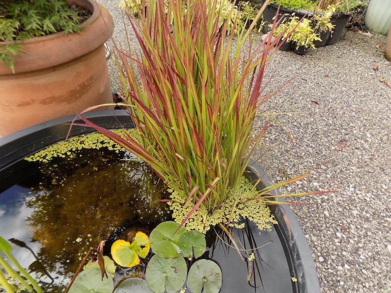 Imperata Cylindrica red Baron ( per terreni secchi o paludosi