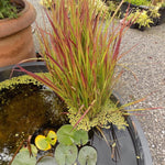 Imperata Cylindrica red Baron ( per terreni secchi o paludosi