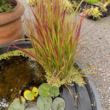 Imperata Cylindrica red Baron ( per terreni secchi o paludosi