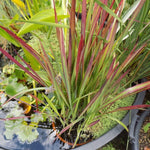 Imperata Cylindrica red Baron ( per terreni secchi o paludosi
