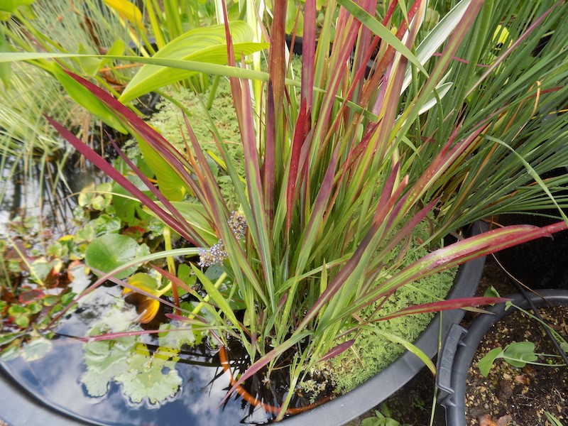 Imperata Cylindrica red Baron ( per terreni secchi o paludosi