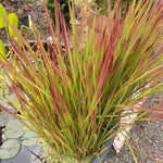 Imperata Cylindrica red Baron ( per terreni secchi o paludosi
