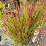 Imperata Cylindrica red Baron ( per terreni secchi o paludosi